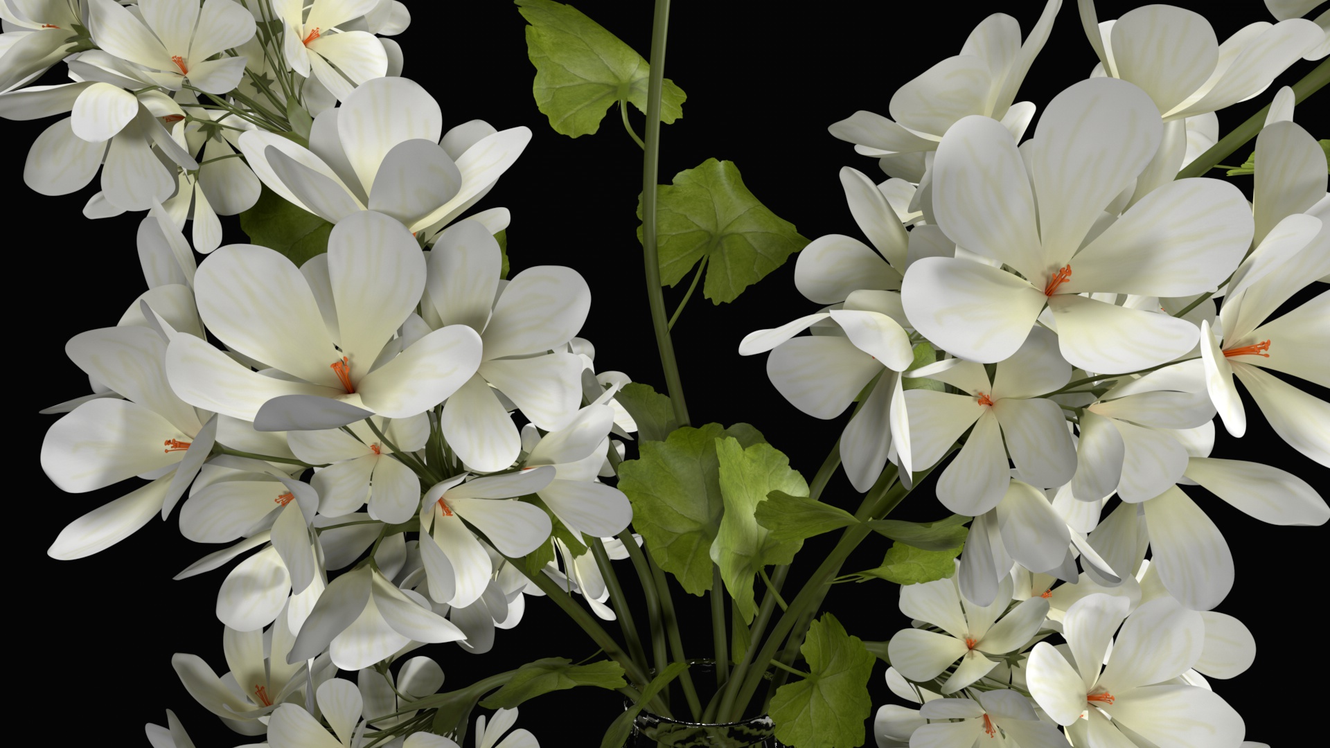 Geranium bouquet by ap_89 3DOcean